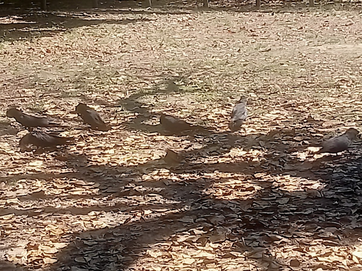 Red-tailed Black-Cockatoo - ML642938751
