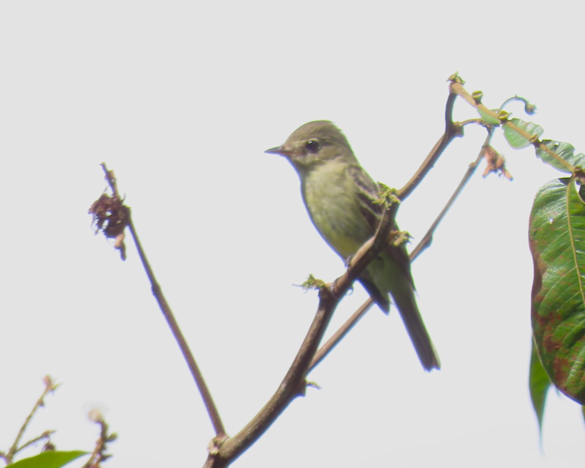 ub. pivi (Contopus sp.) - ML642938769