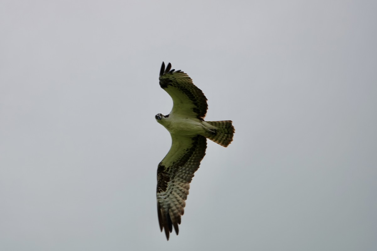 fiskeørn - ML642938783