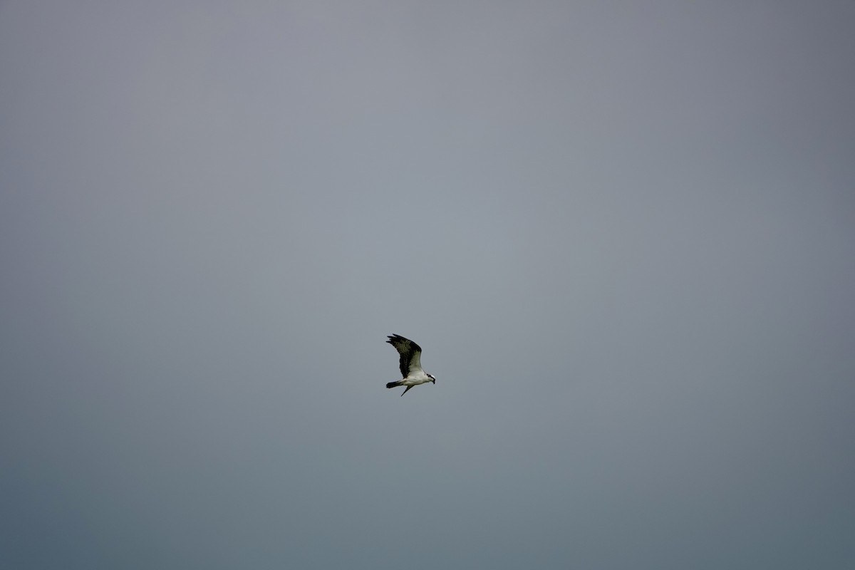 fiskeørn - ML642938787