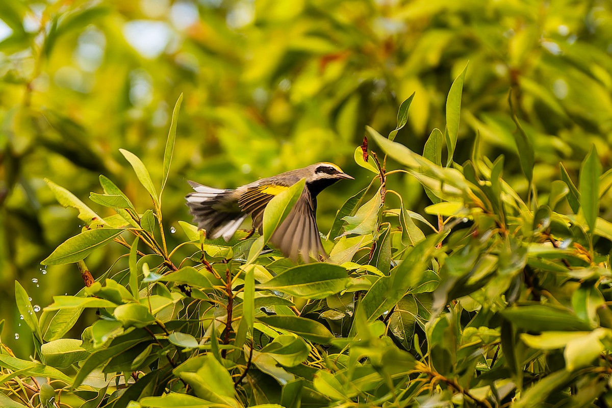 Golden-winged Warbler - ML642938794