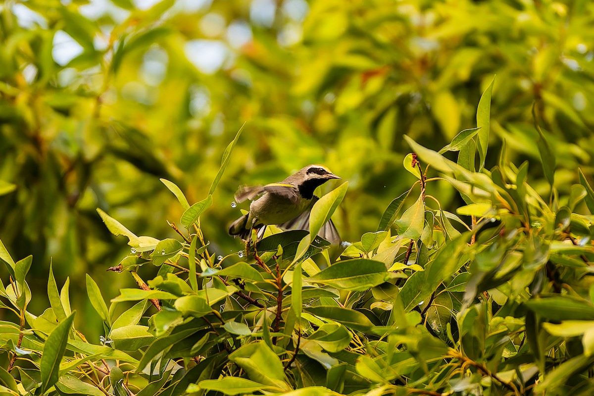 Golden-winged Warbler - ML642938795
