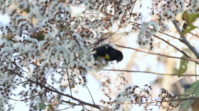 gulbuksisik - ML642938799