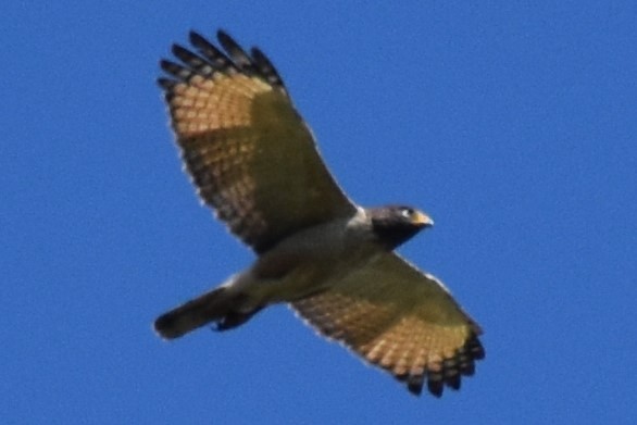 veivåk - ML642938801