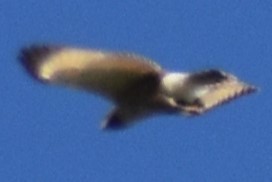 veivåk - ML642938802