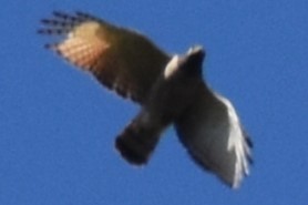 veivåk - ML642938803