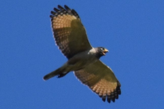 veivåk - ML642938807