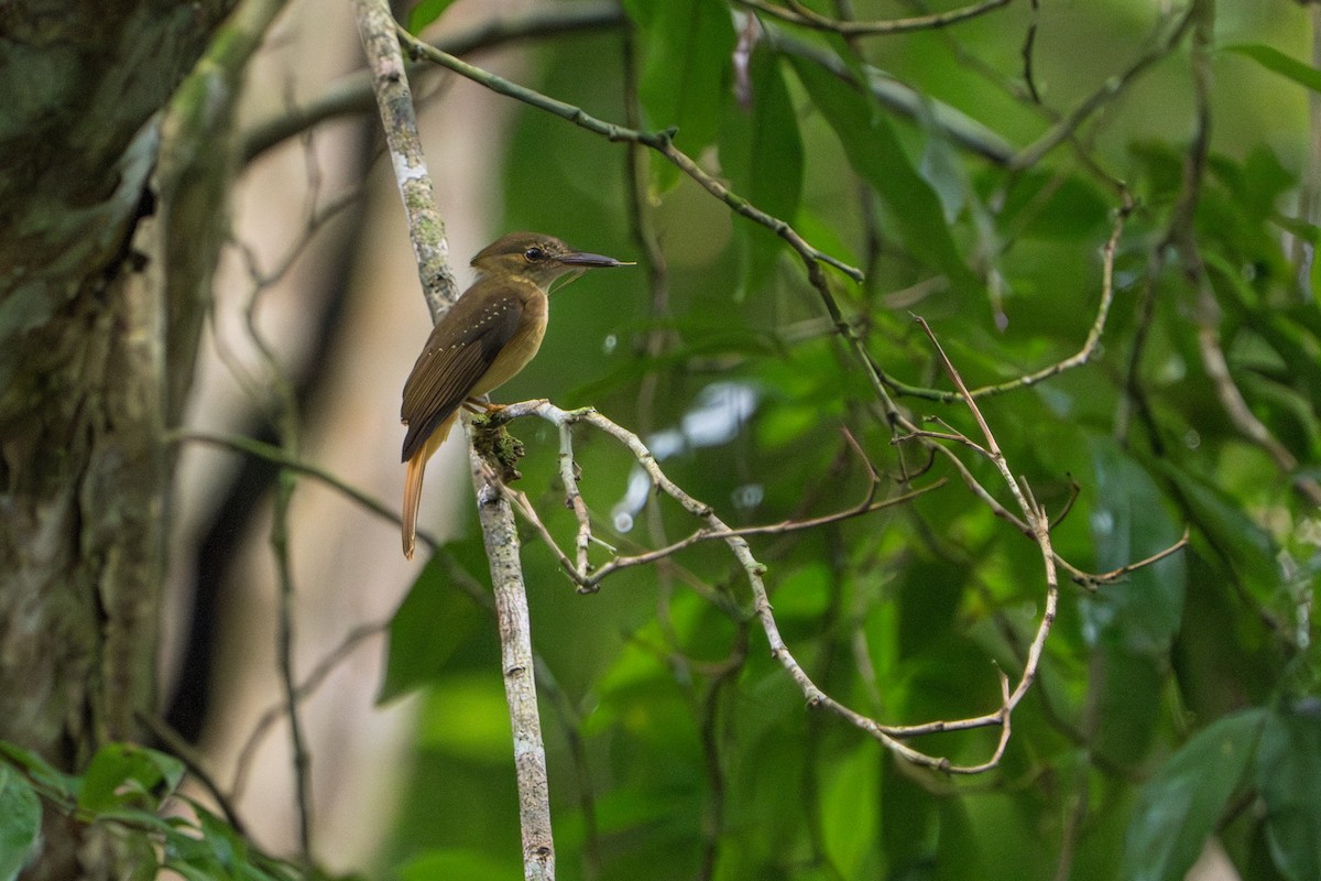 Tropical Royal Flycatcher - ML642938823