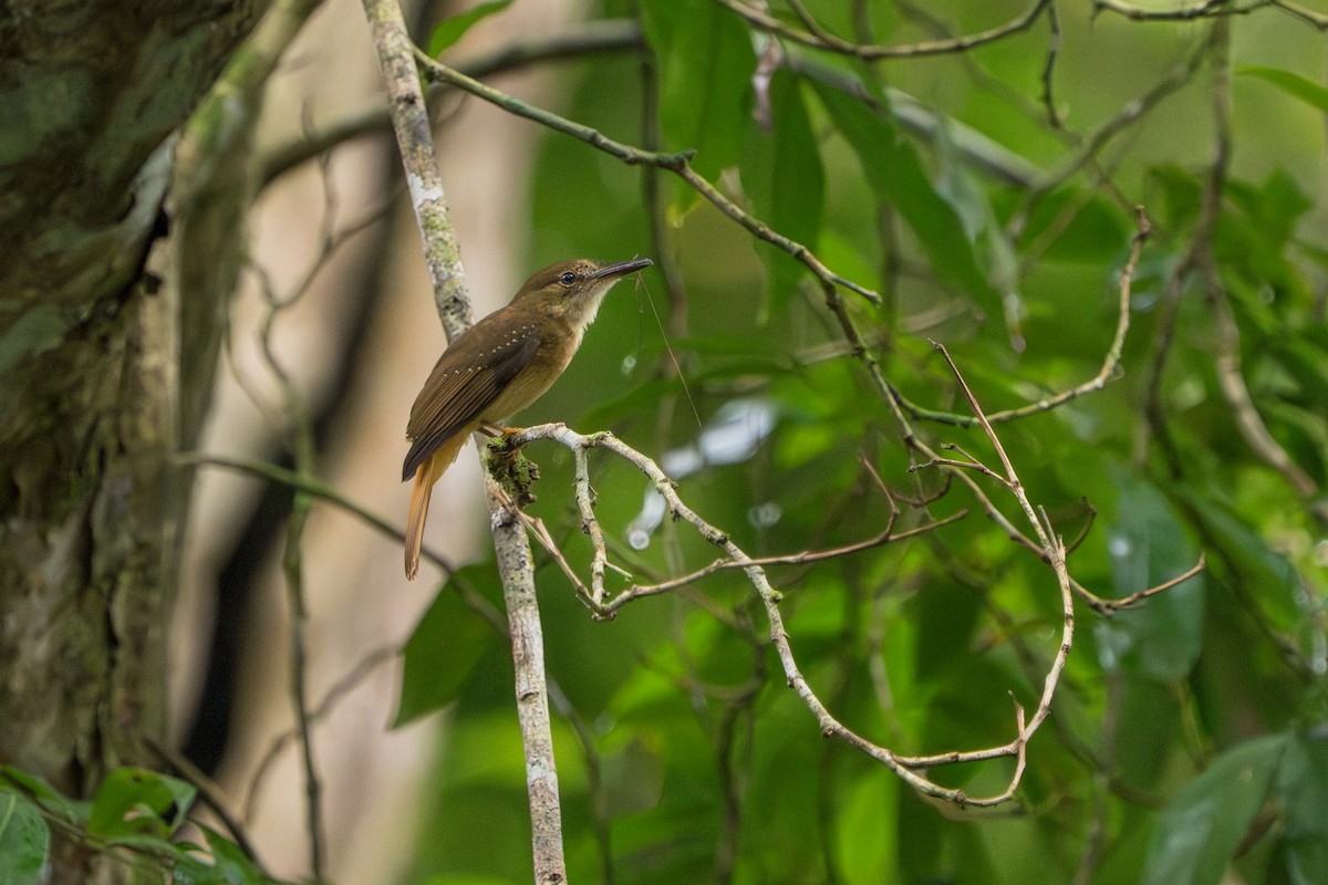 Tropical Royal Flycatcher - ML642938827