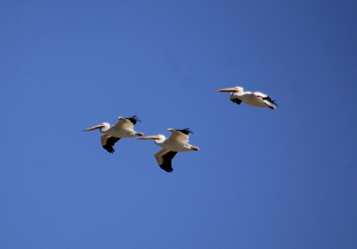 American White Pelican - ML642938833