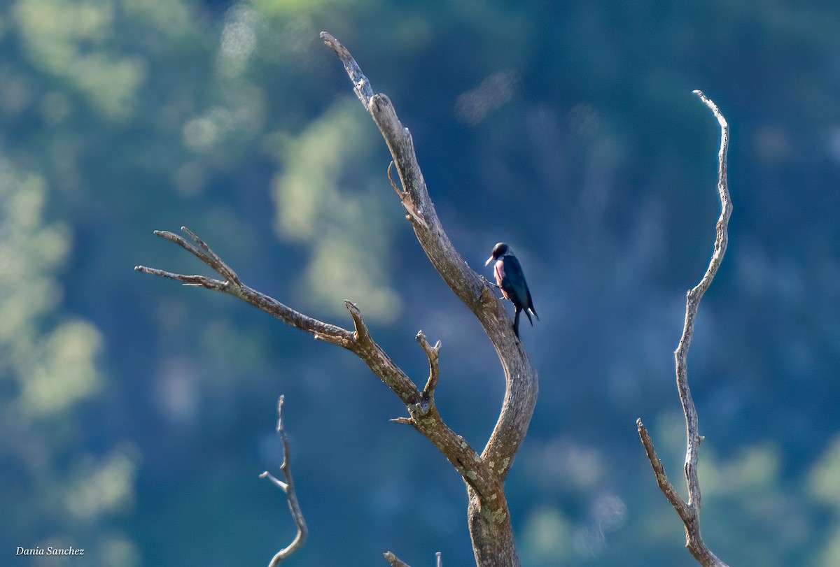 datel červenolící - ML642938835