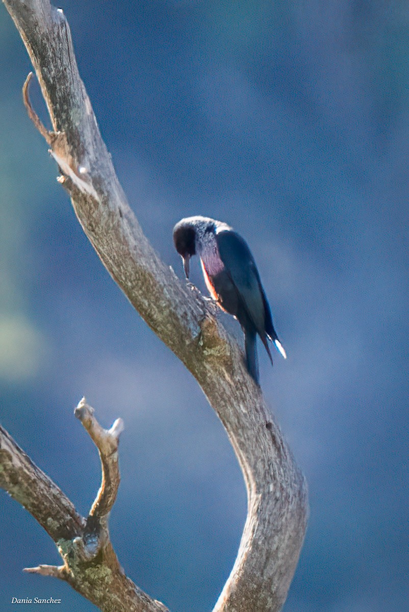 datel červenolící - ML642938837