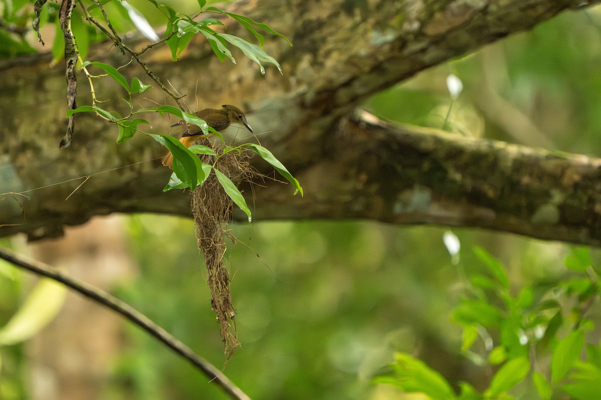 Tropical Royal Flycatcher - ML642938838