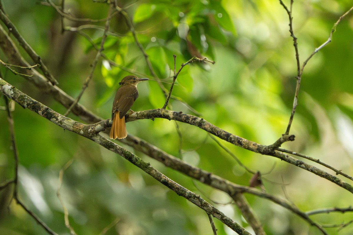 Tropical Royal Flycatcher - ML642938839