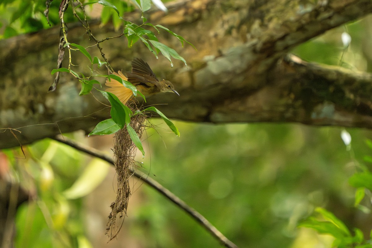 Tropical Royal Flycatcher - ML642938840