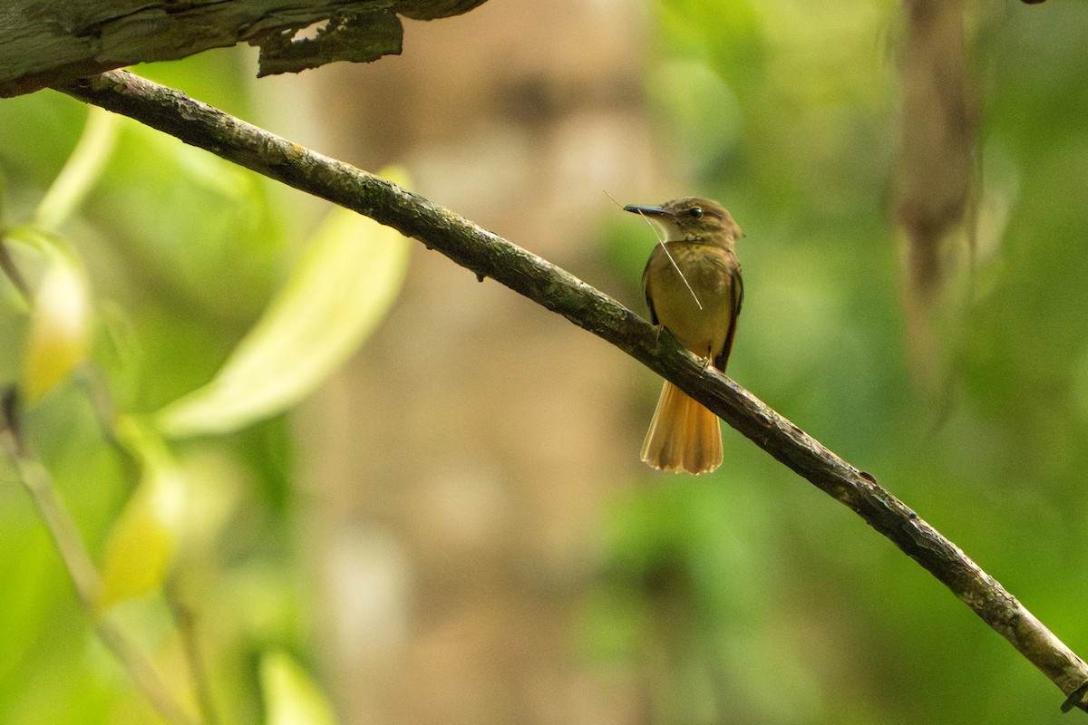 Tropical Royal Flycatcher - ML642938845