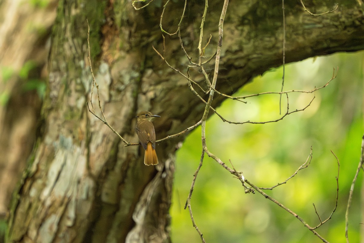 Tropical Royal Flycatcher - ML642938846