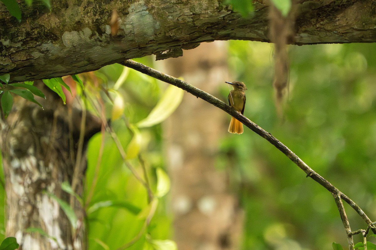 Tropical Royal Flycatcher - ML642938847