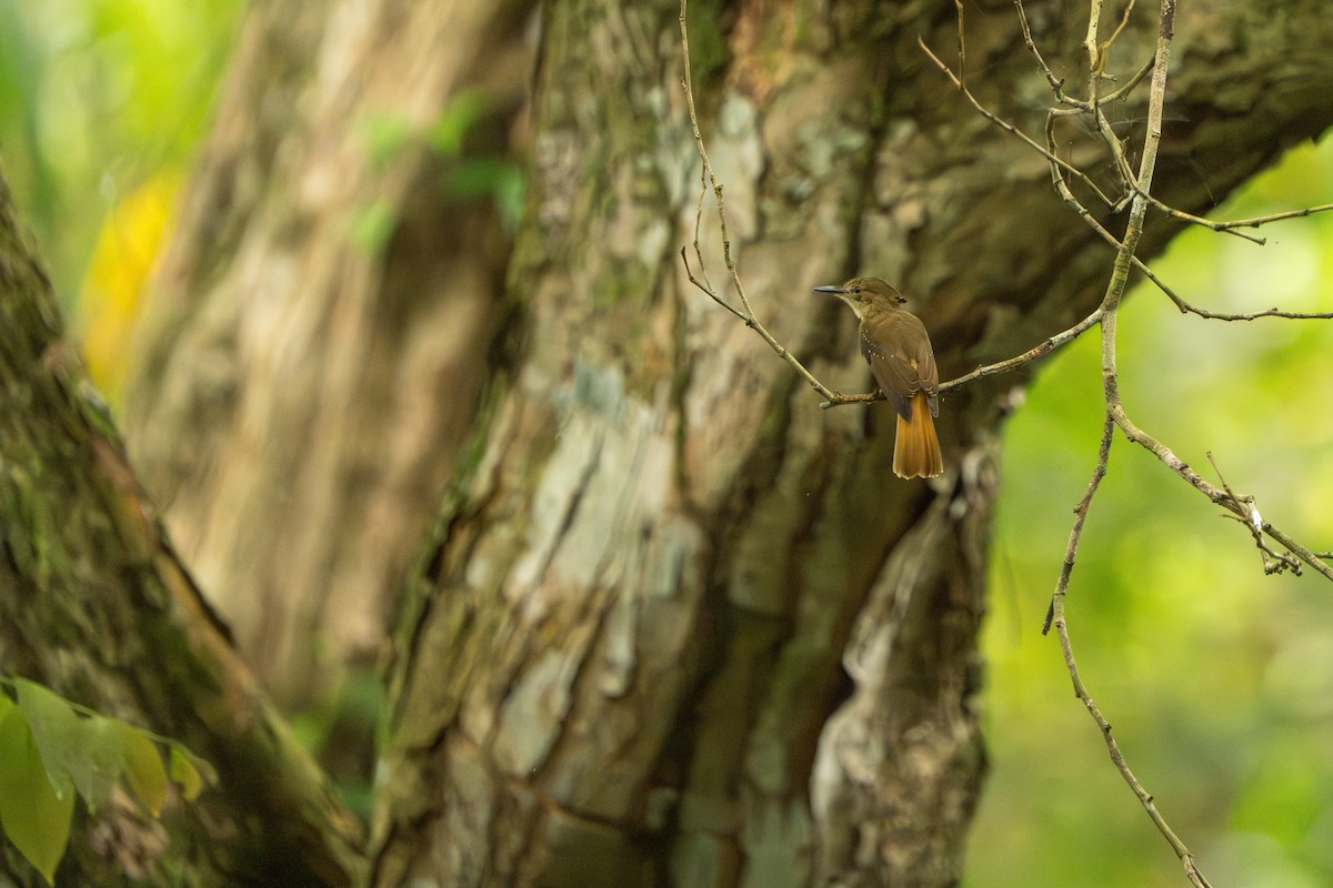 Tropical Royal Flycatcher - ML642938848