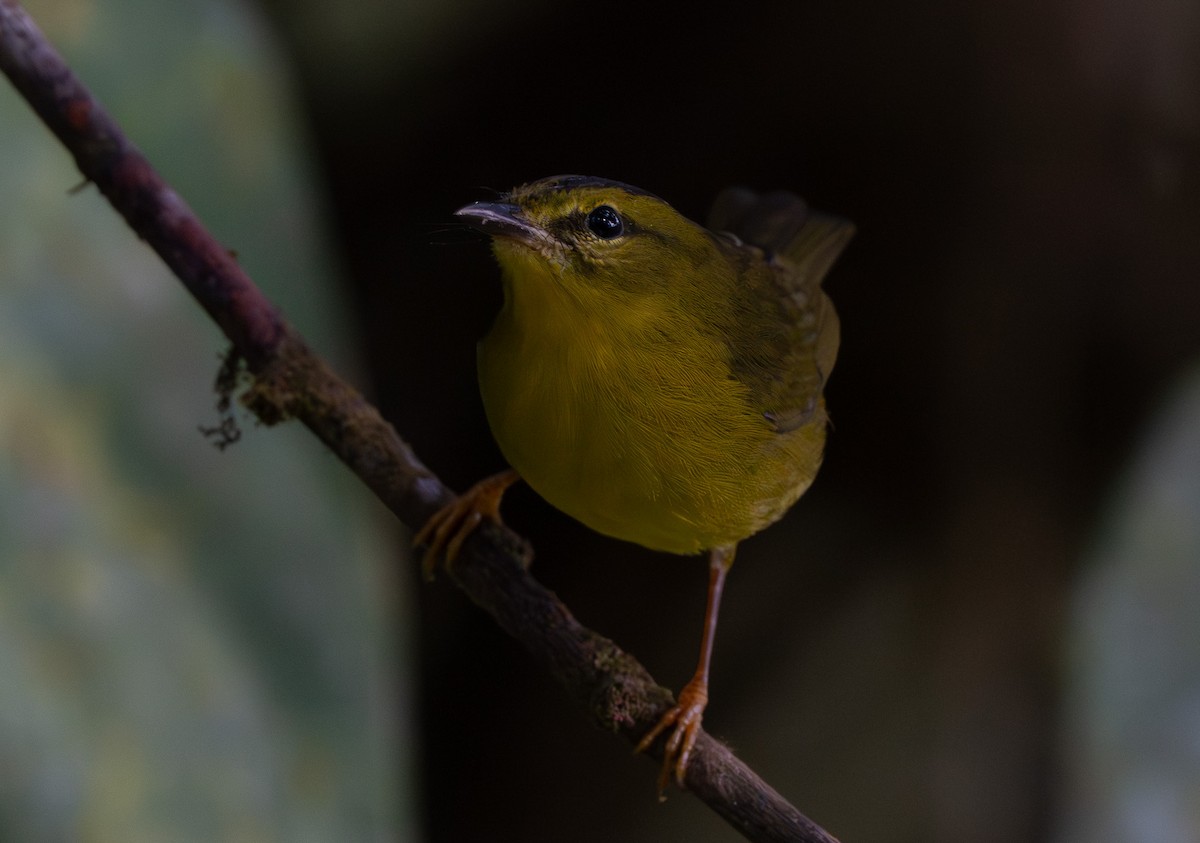 Choco Warbler - ML642938850