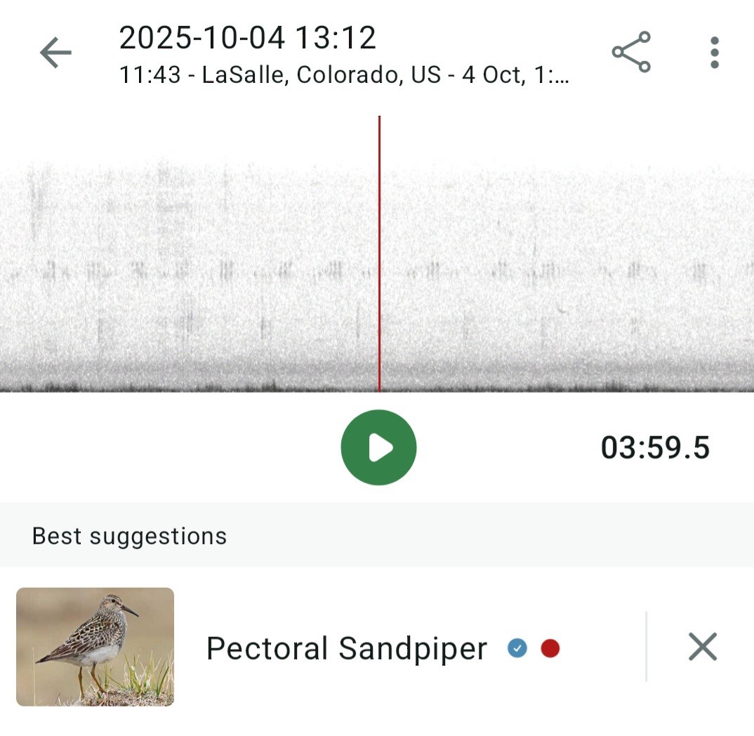 Txirri pektorala - ML642938860