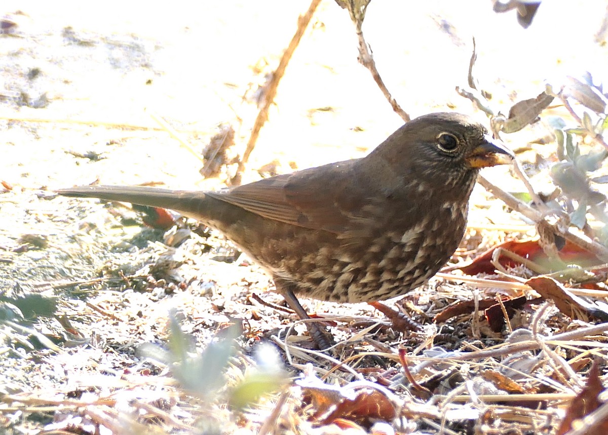 Fox Sparrow - ML642938868