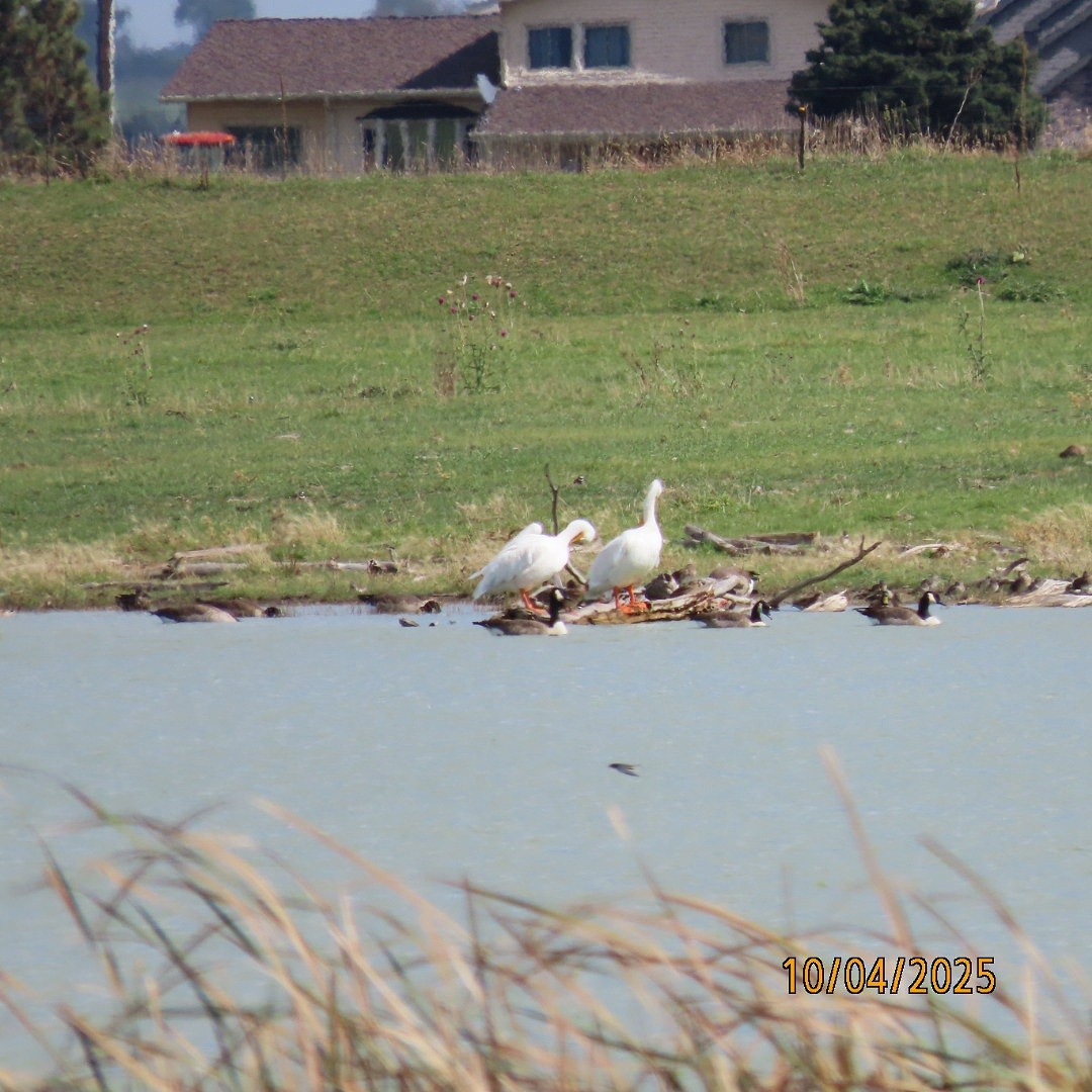 American White Pelican - ML642938902