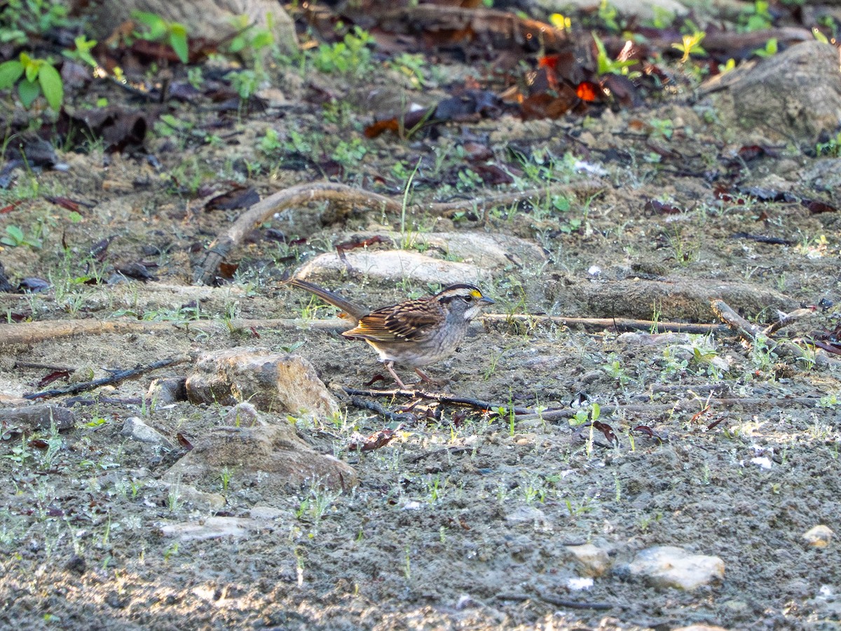 White-throated Sparrow - ML642938952