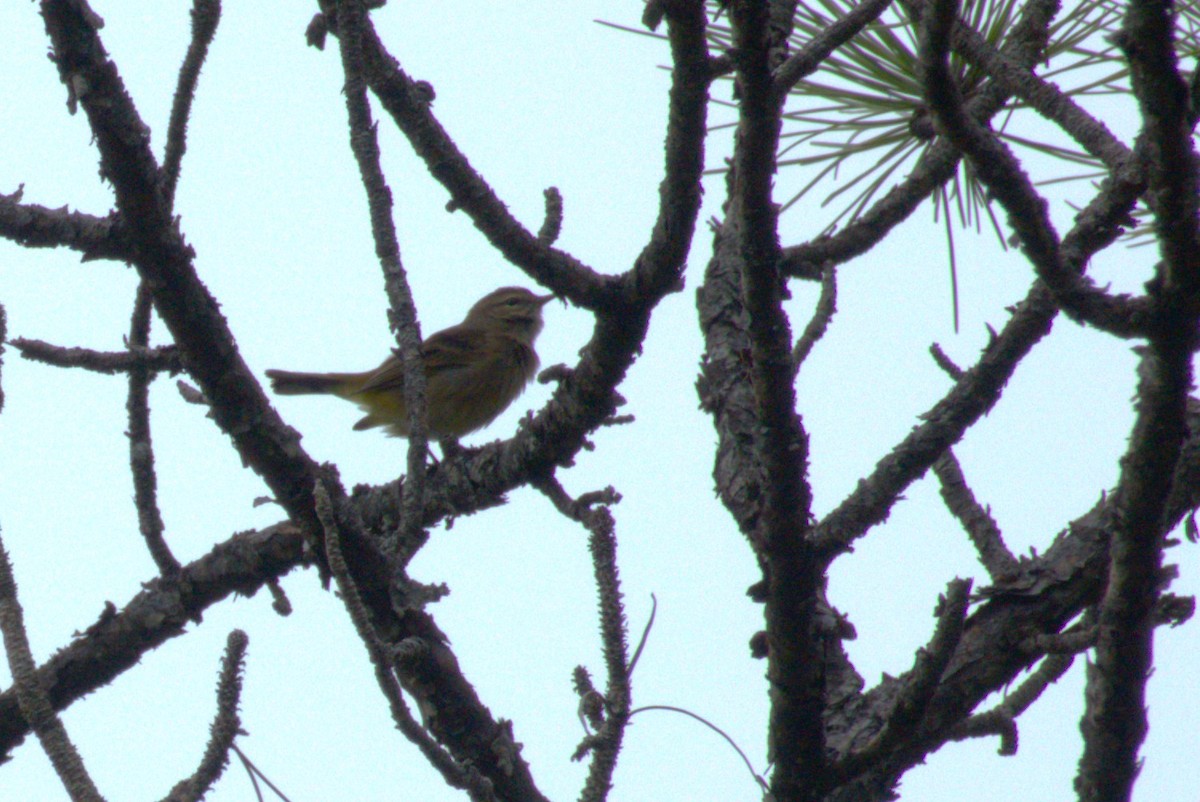 Palm Warbler - ML642938955