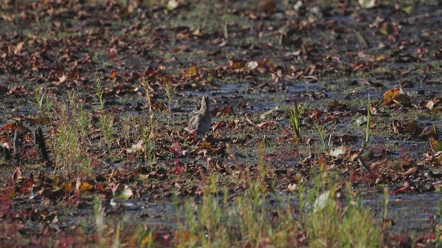 Wilson's Snipe - ML642938962