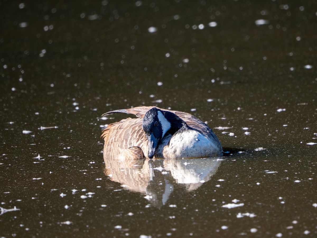 Canada Goose - ML642938998
