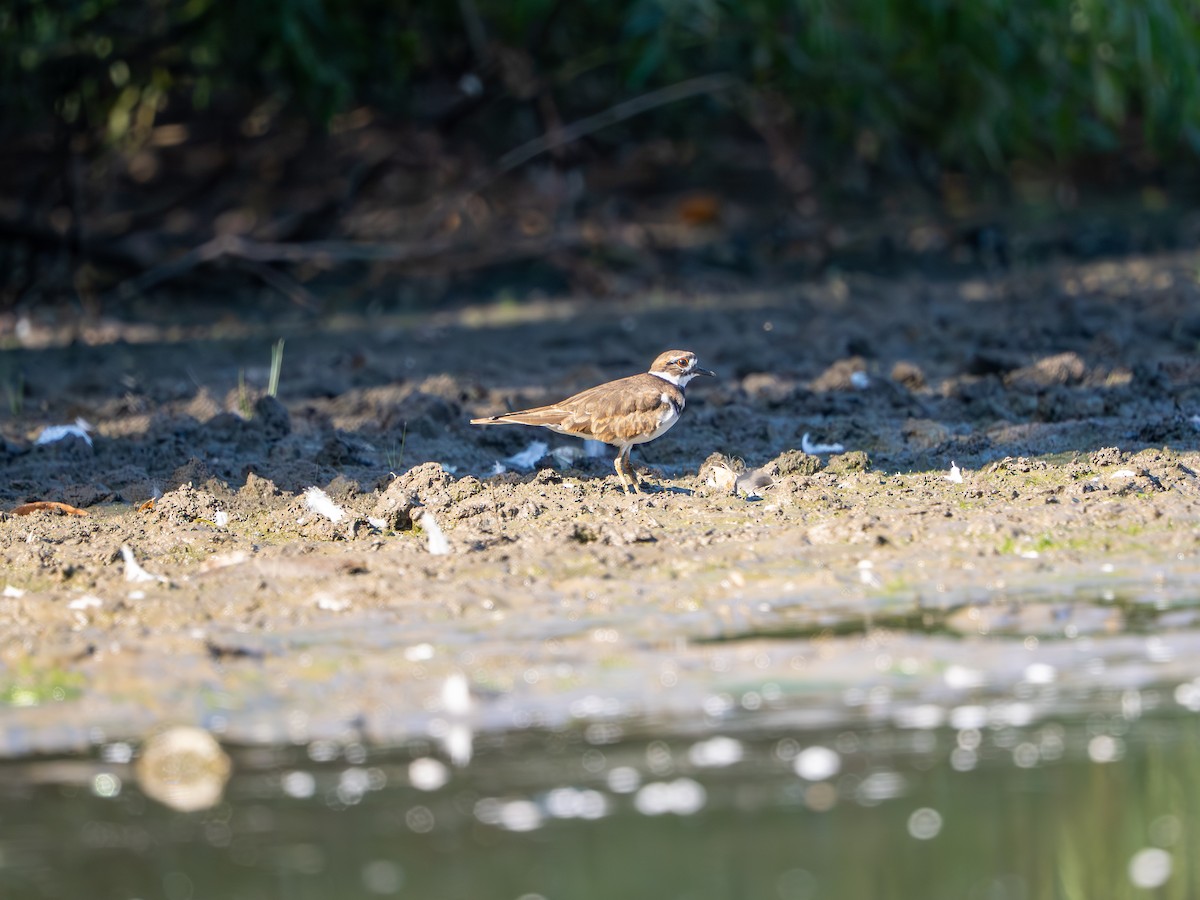 Killdeer - ML642939009