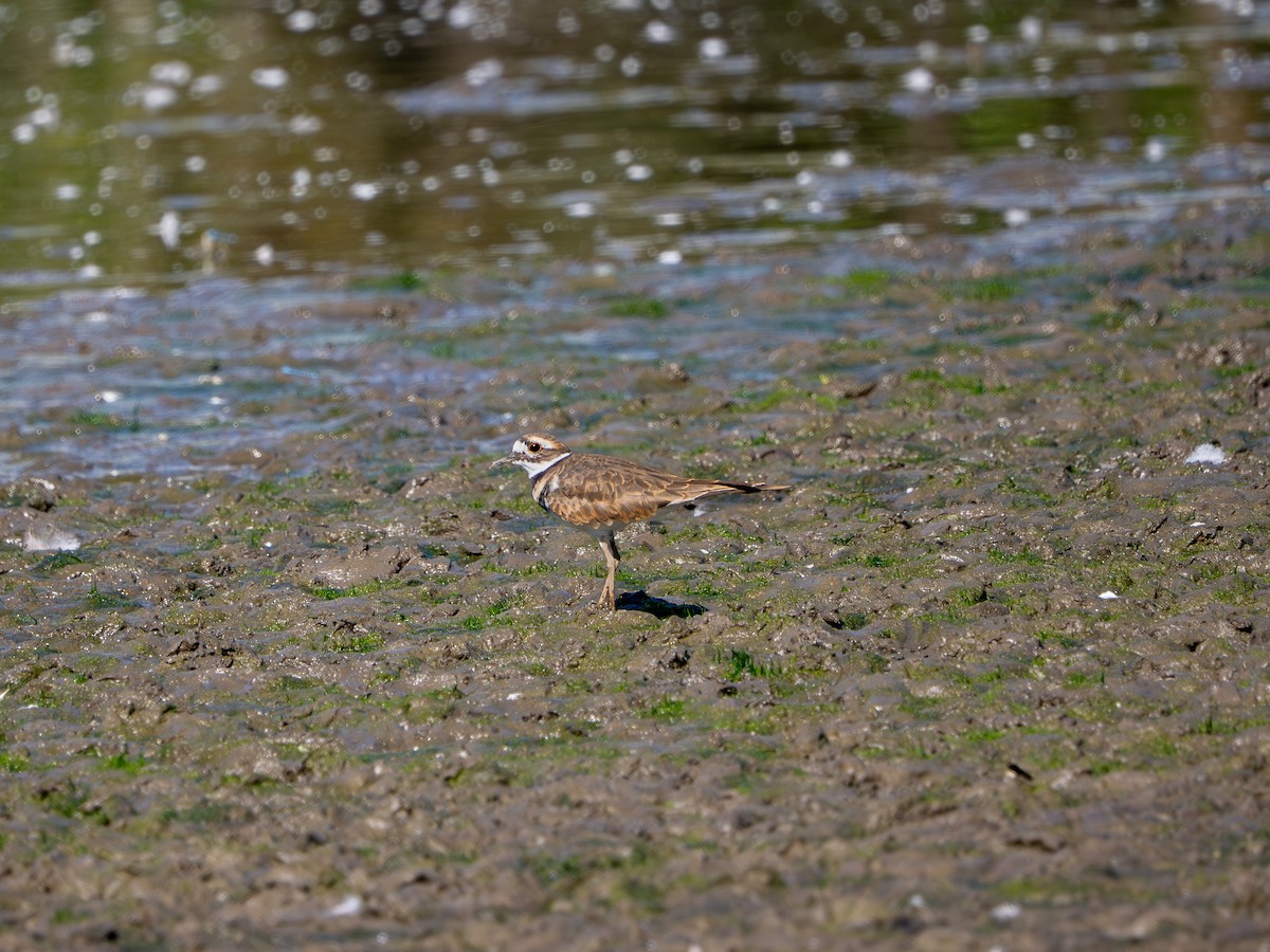Killdeer - ML642939010