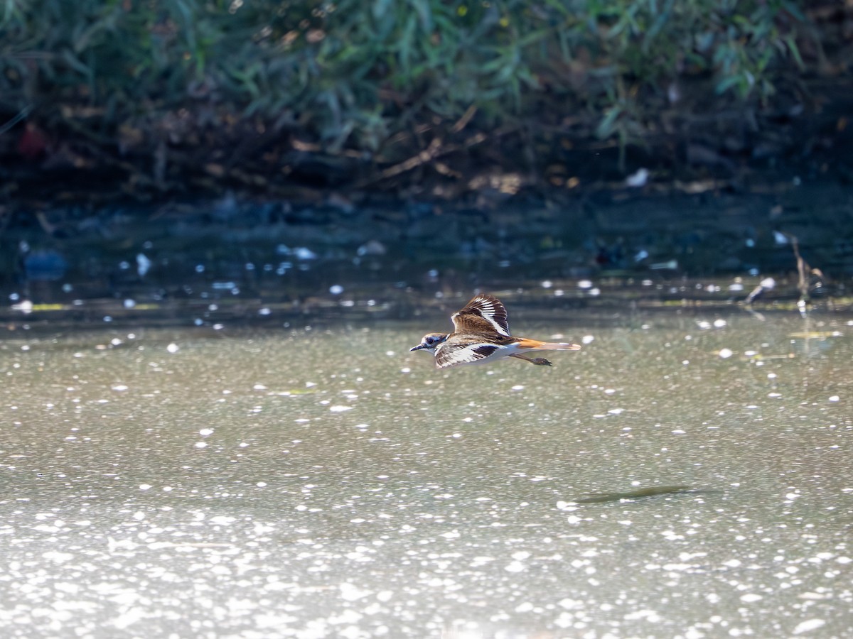 Killdeer - ML642939011