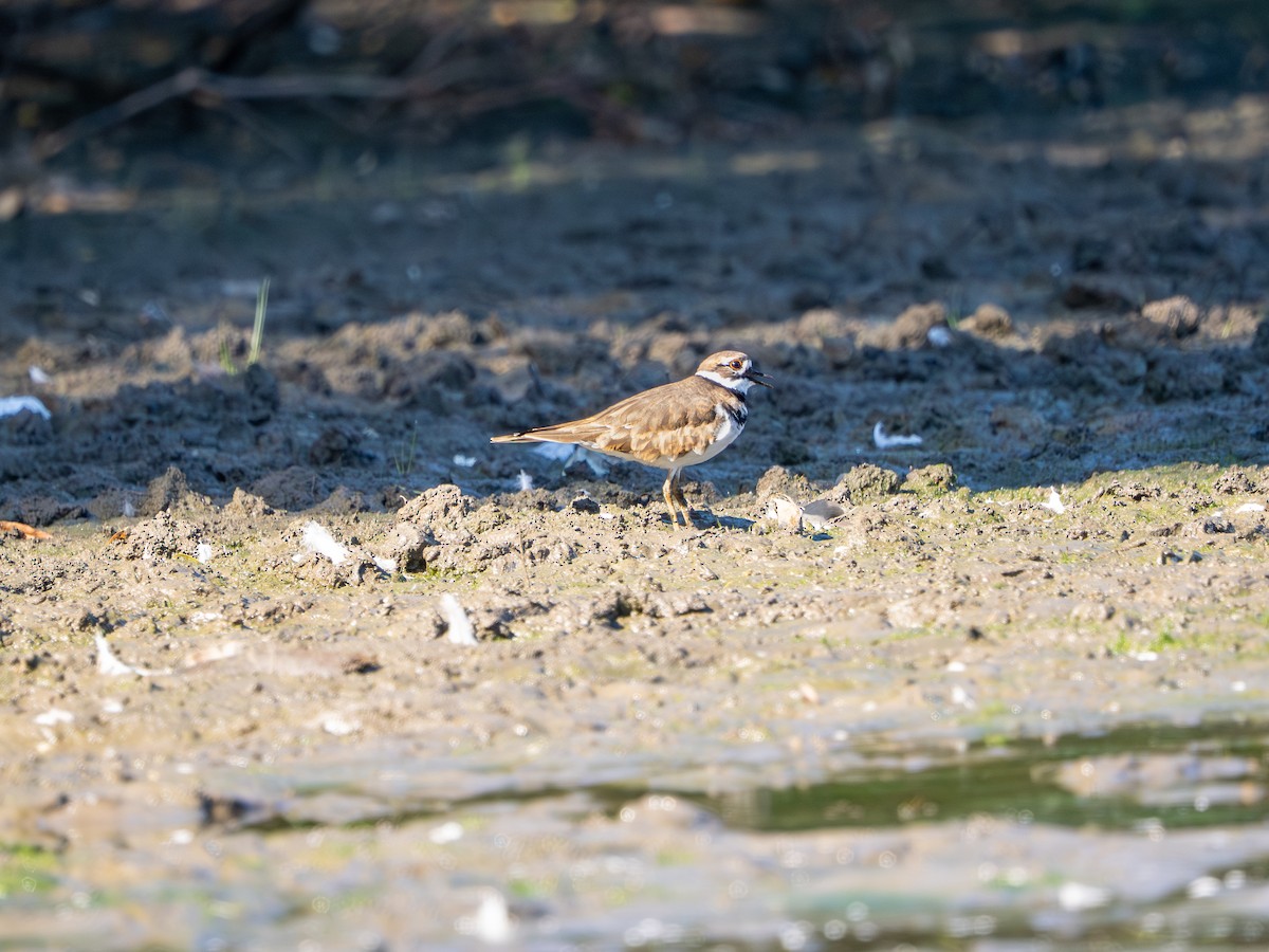 Killdeer - ML642939012