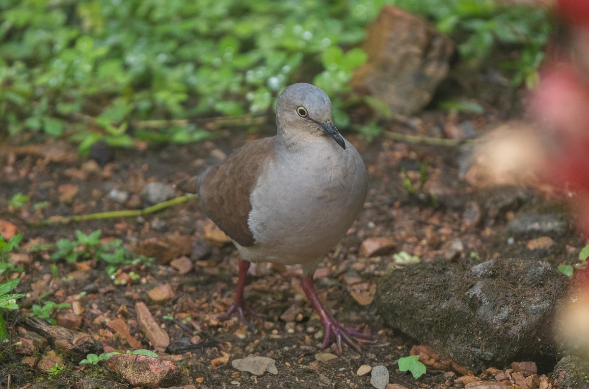 Pallid Dove - ML642939029