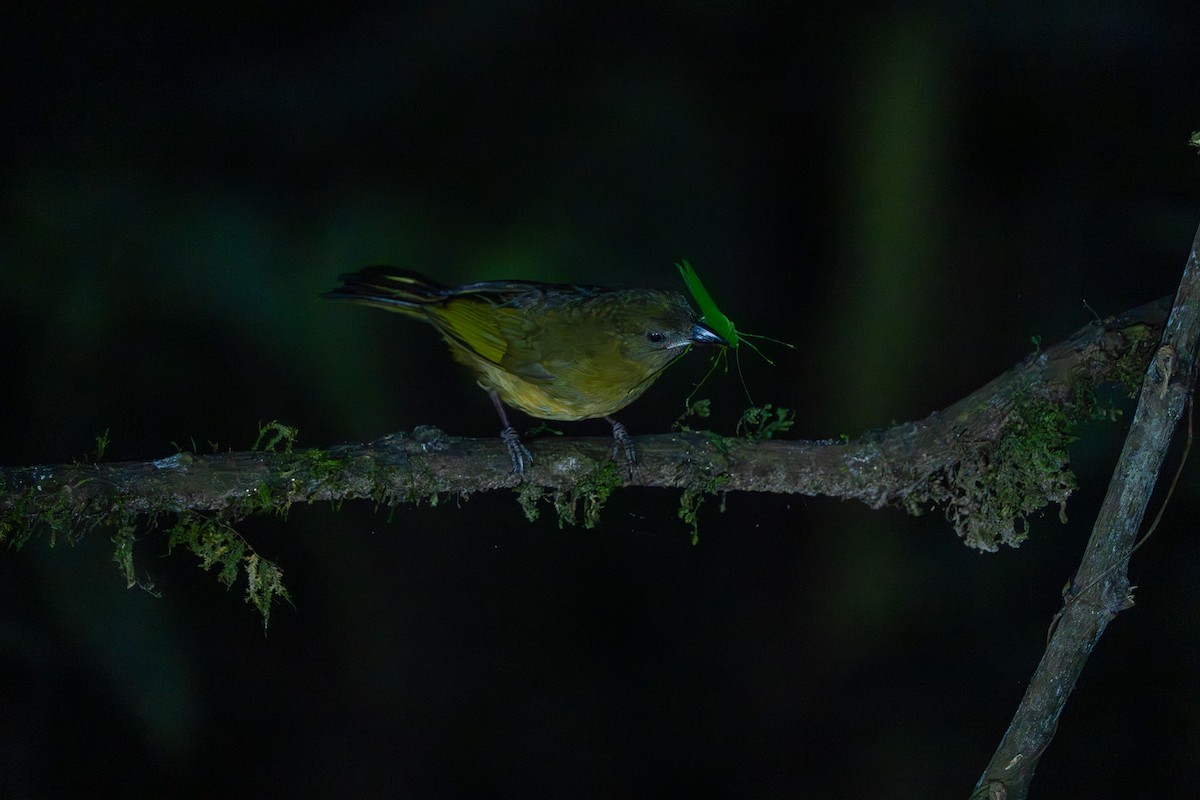 Ochre-breasted Tanager - ML642939048