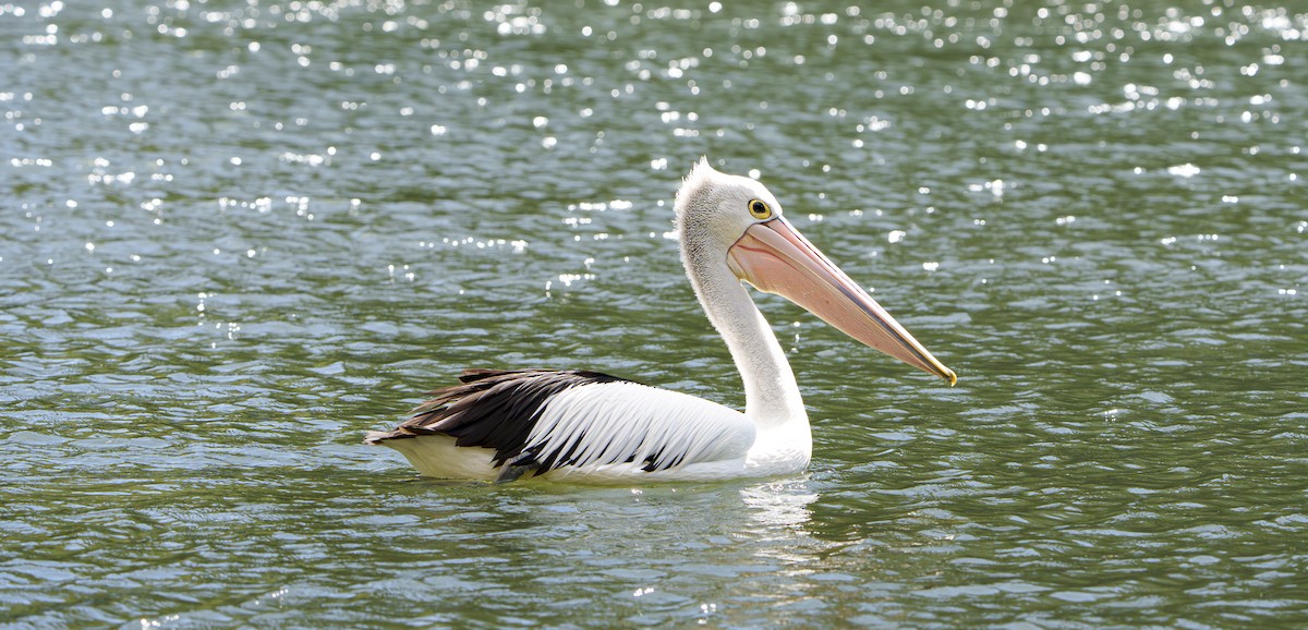Australian Pelican - ML642939062