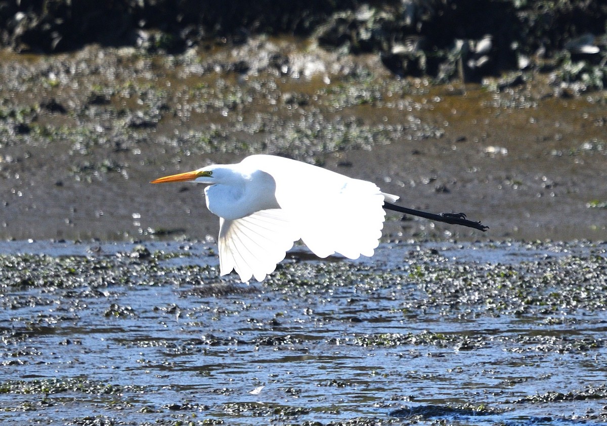 Great Egret - ML642939065