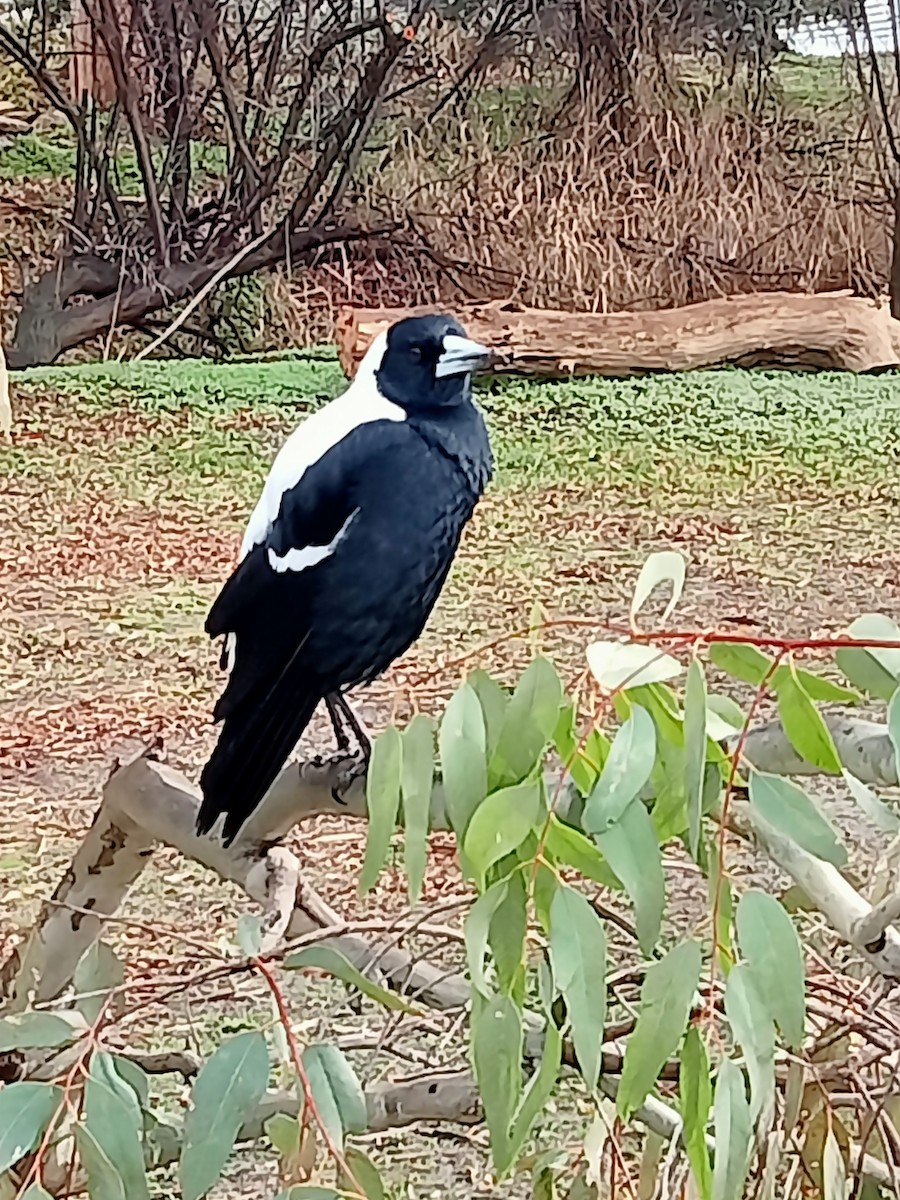 Australian Magpie - ML642939106