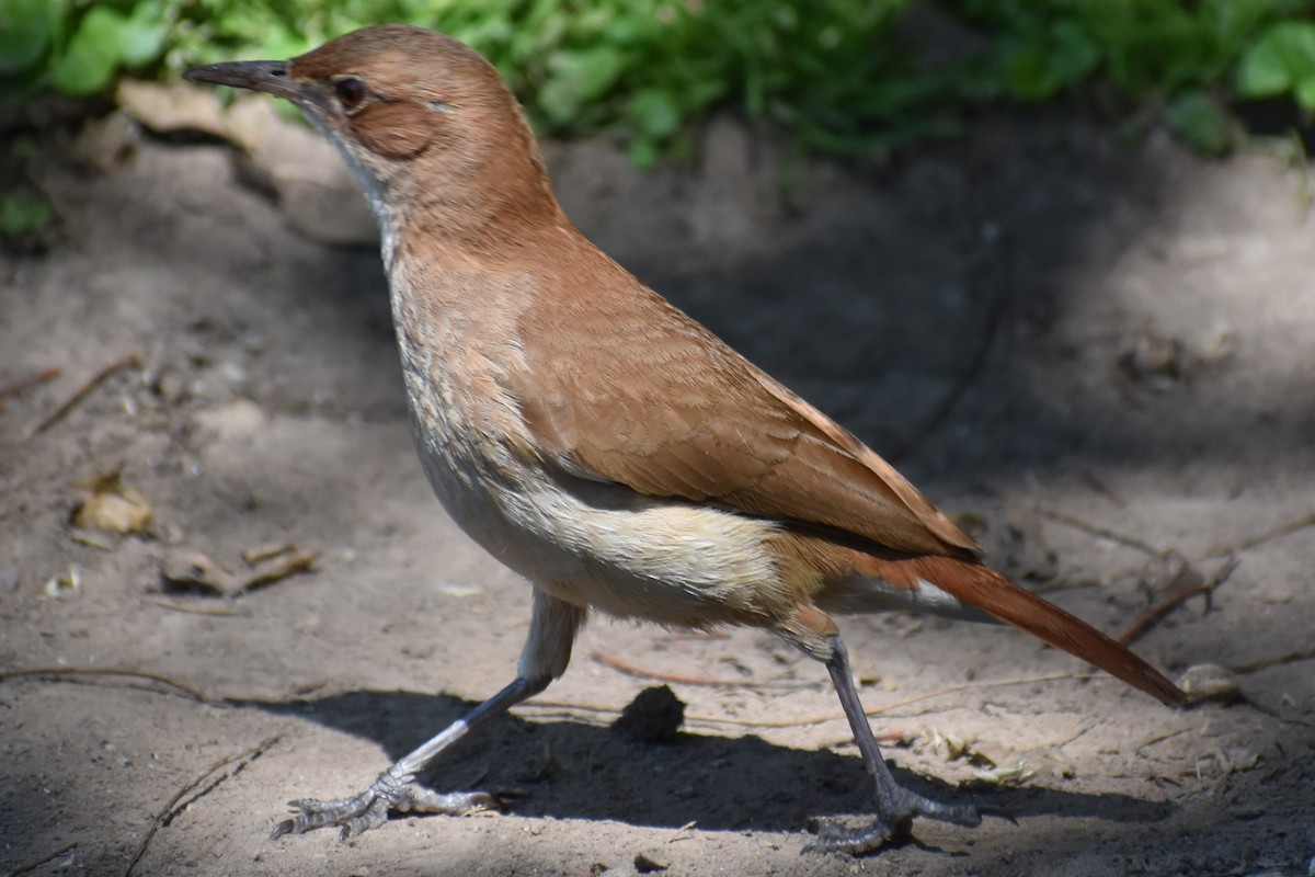 Rufous Hornero - ML642939152
