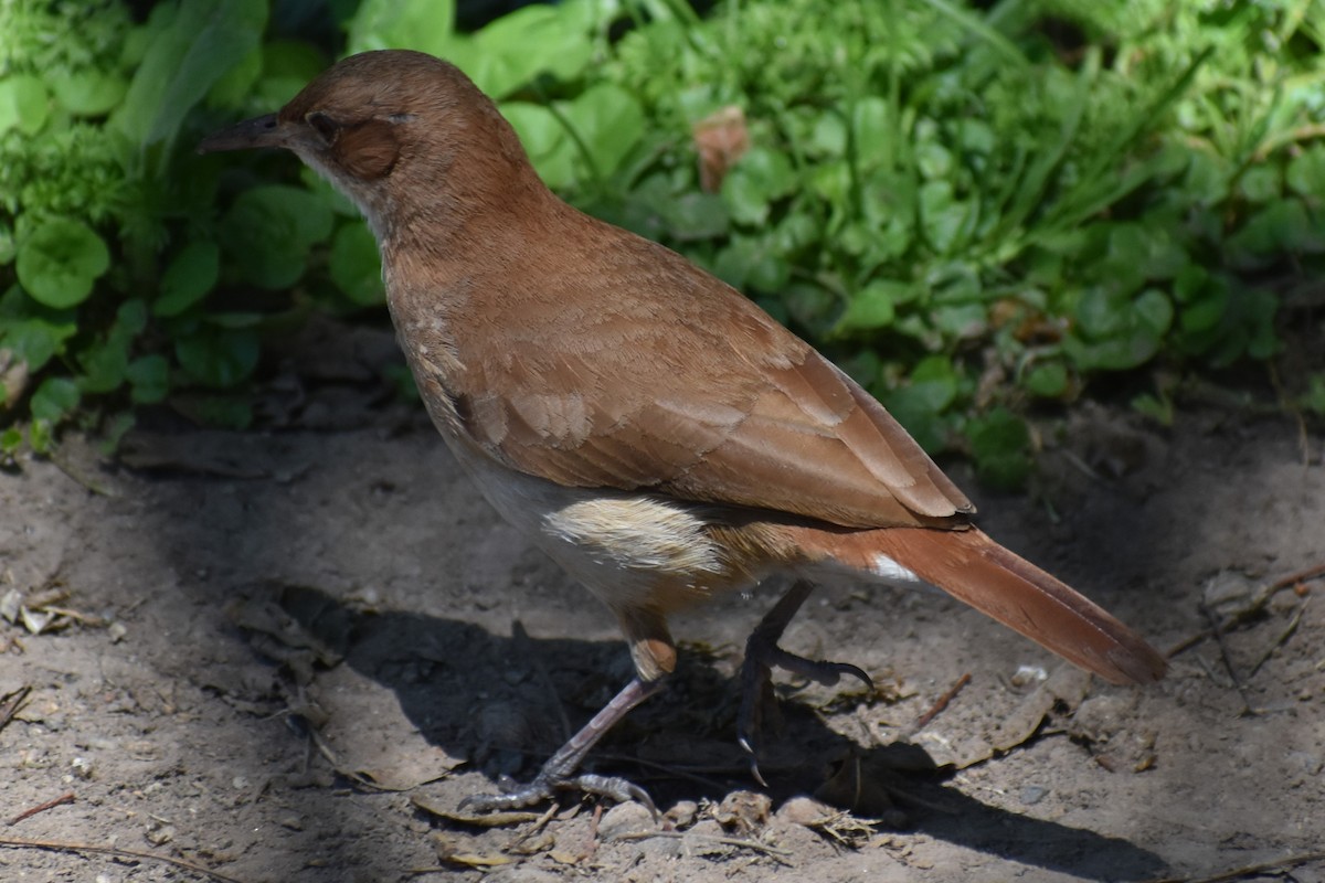 Rufous Hornero - ML642939153