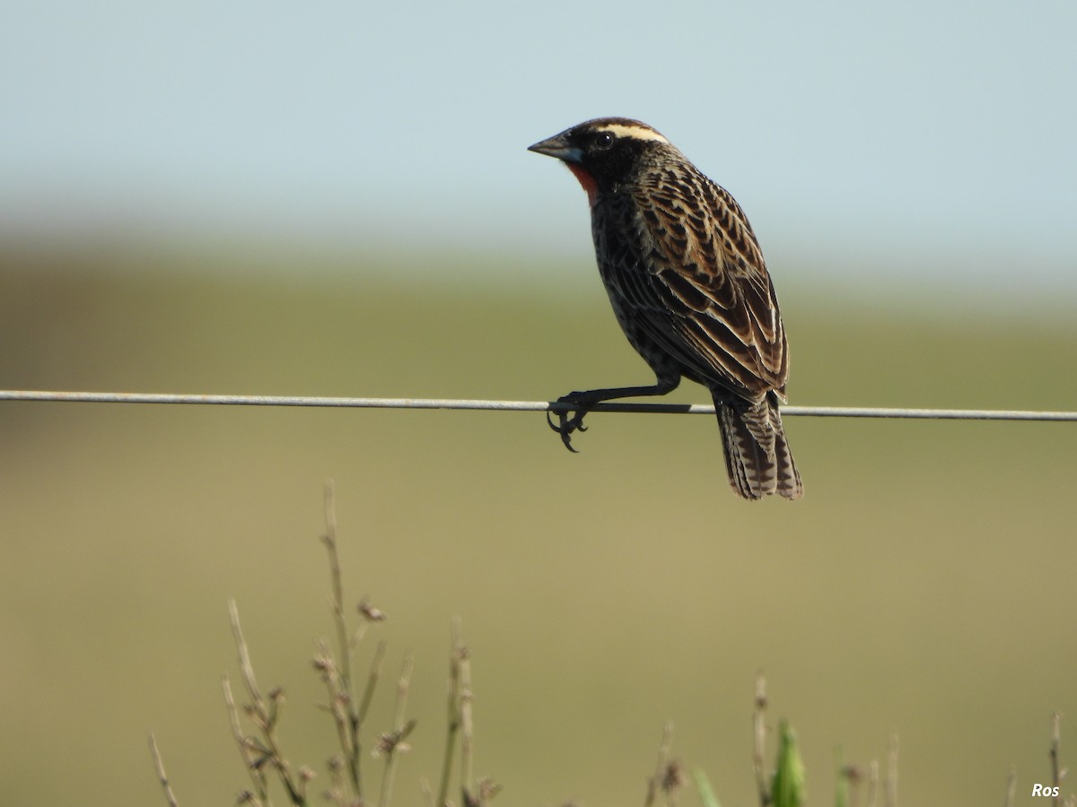 White-browed Meadowlark - ML642939154