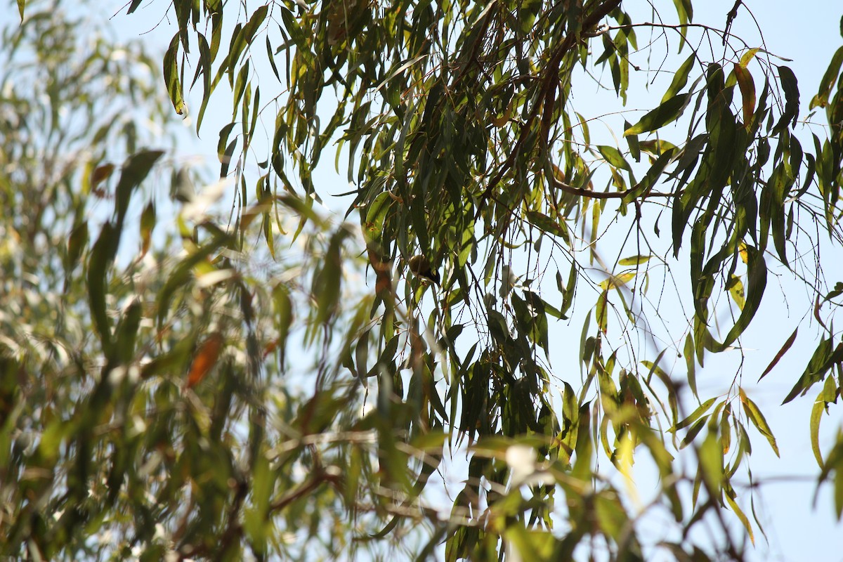 White-throated Honeyeater - ML642939159