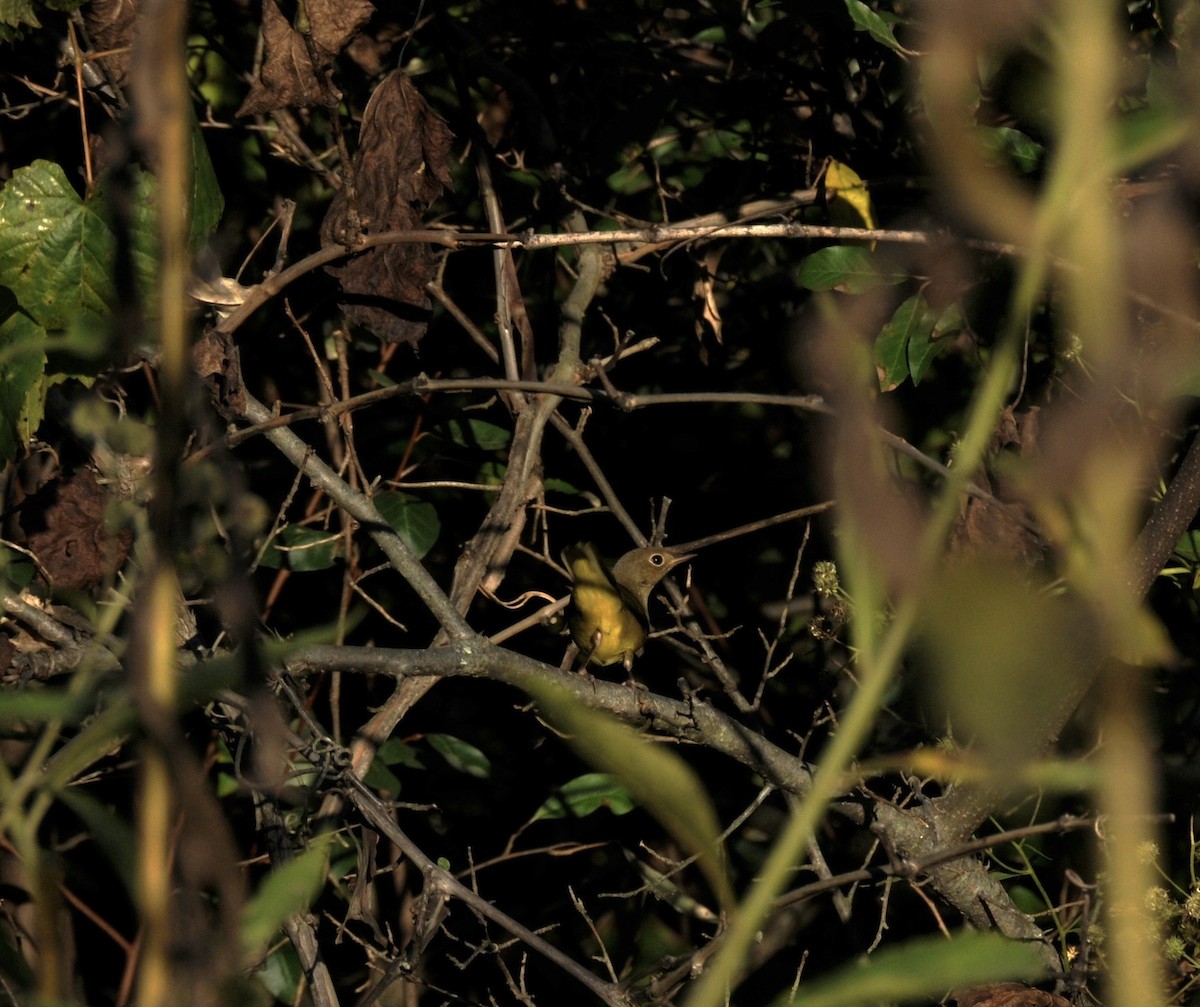 Connecticut Warbler - ML642939189