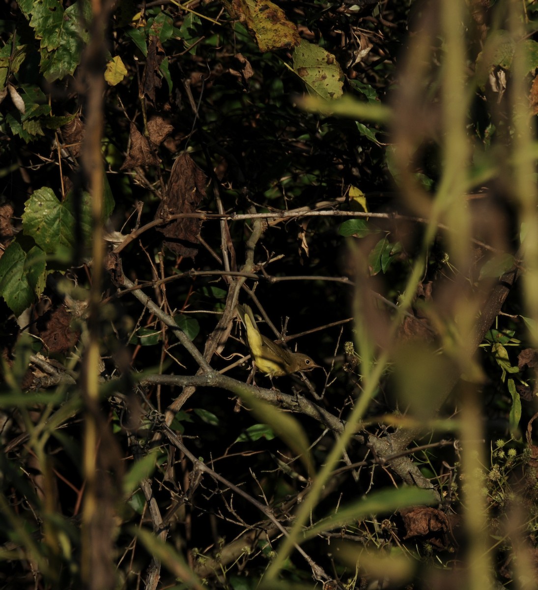 Connecticut Warbler - ML642939191