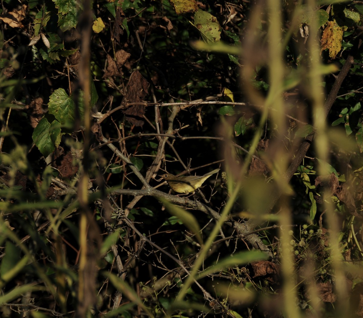 Connecticut Warbler - ML642939192