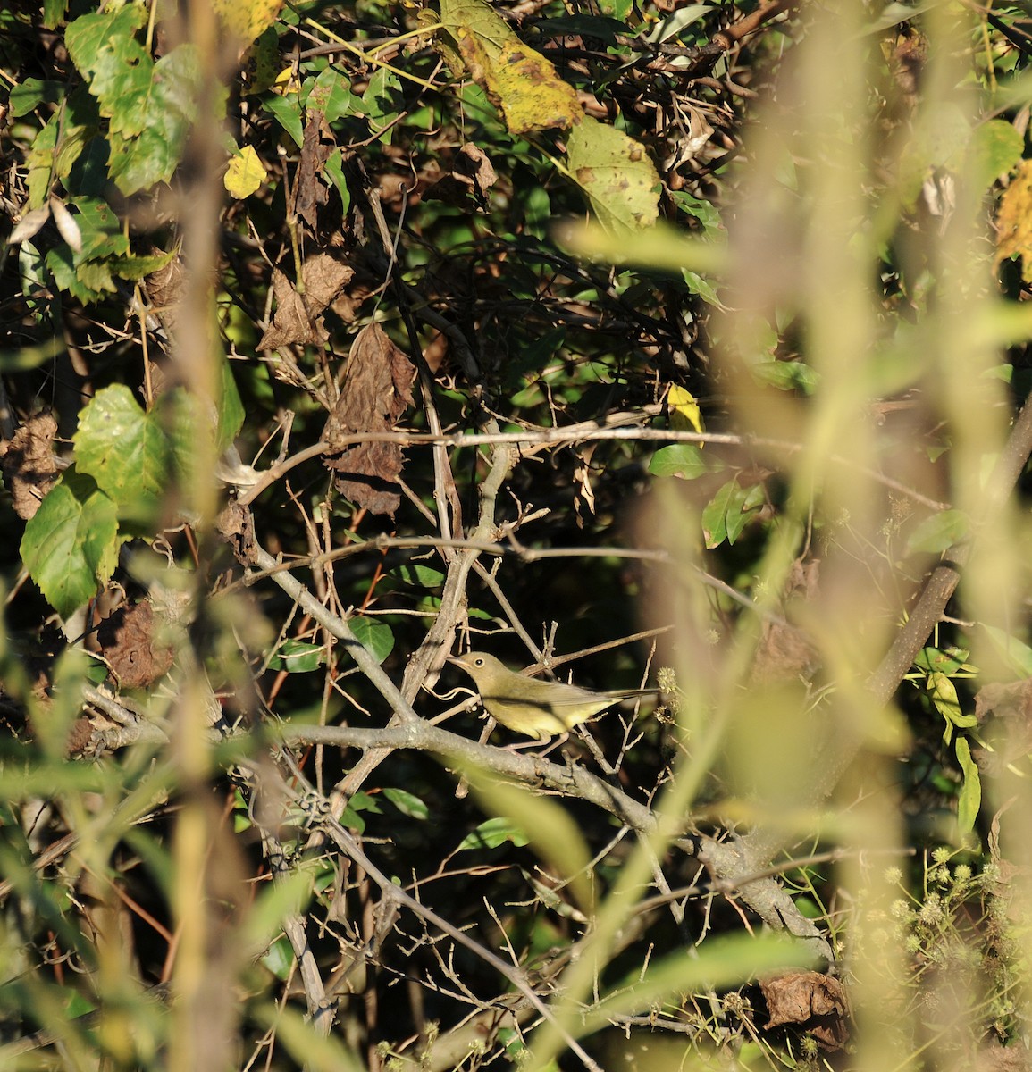 Connecticut Warbler - ML642939193