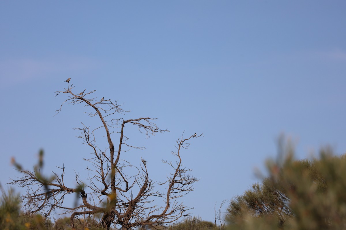 Pied Honeyeater - ML642939211