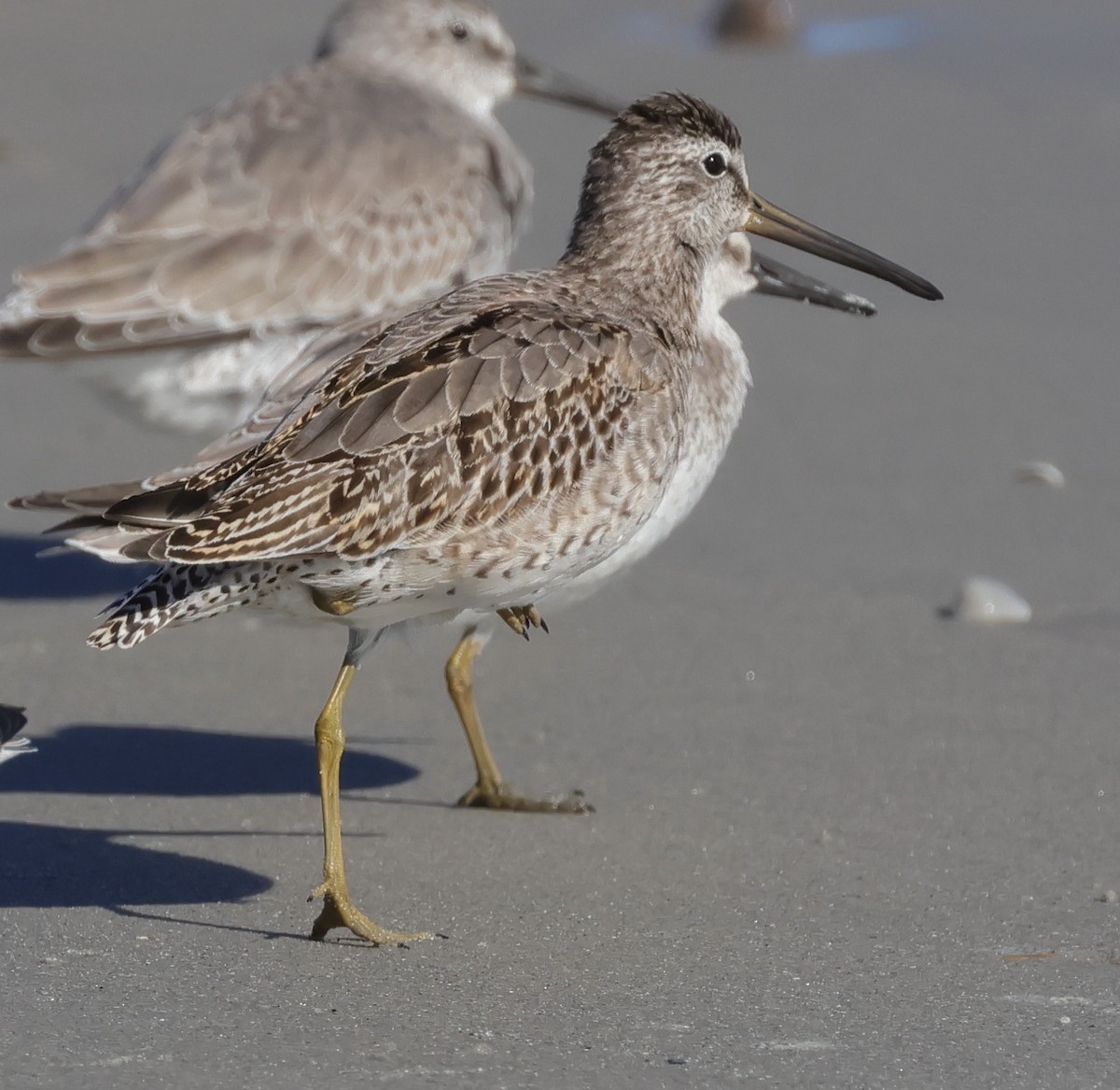 Short-billed Dowitcher - ML642939212